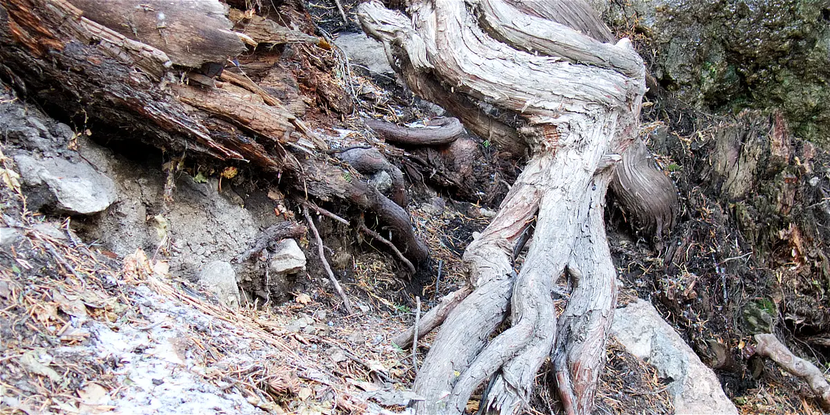 A vivid picture of why dead branches need to be removed.