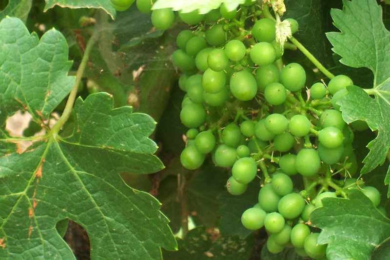 Grapes on the Vine.